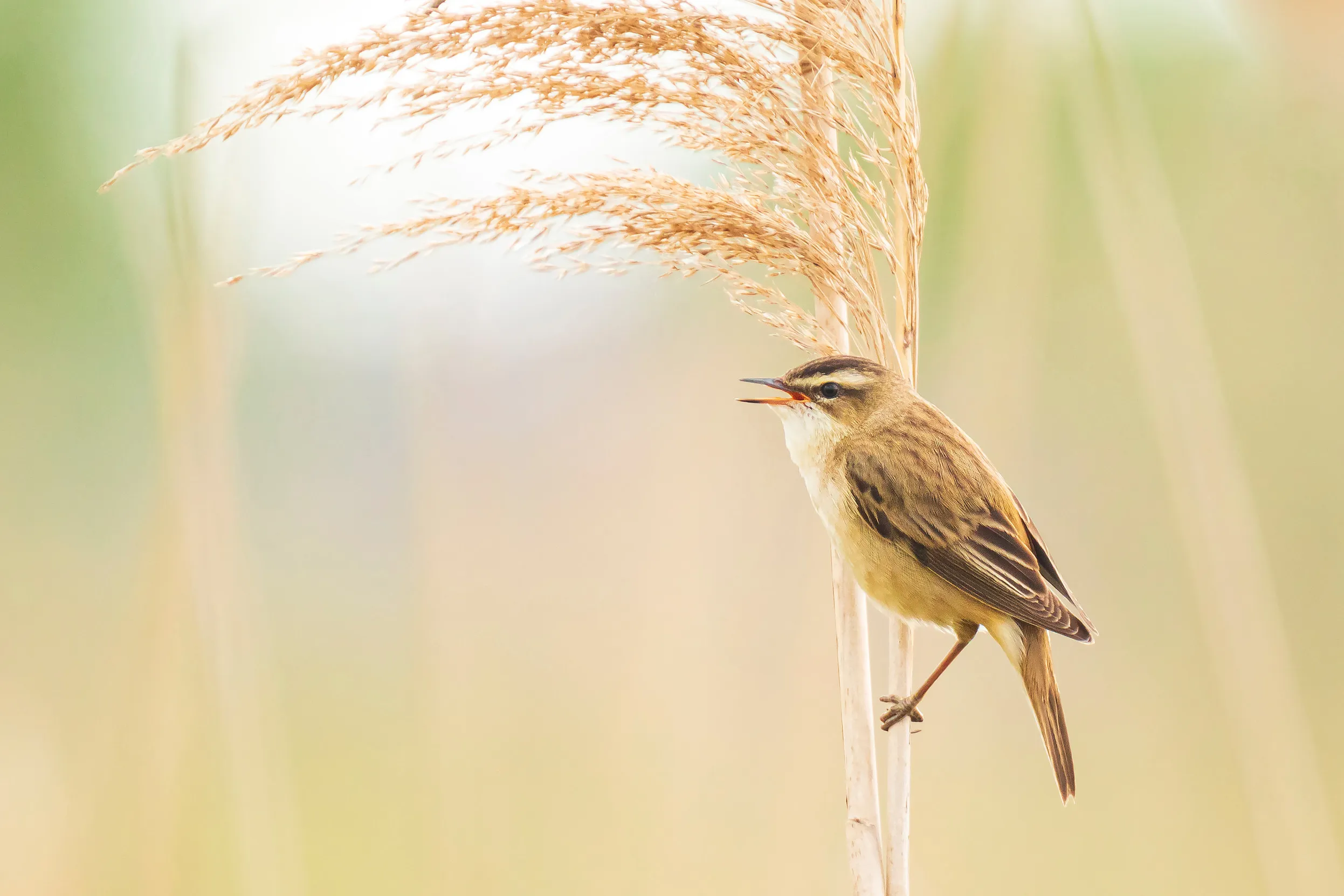 Lone Sedge Warbler perching on an upright reed with a blurry pastel background.